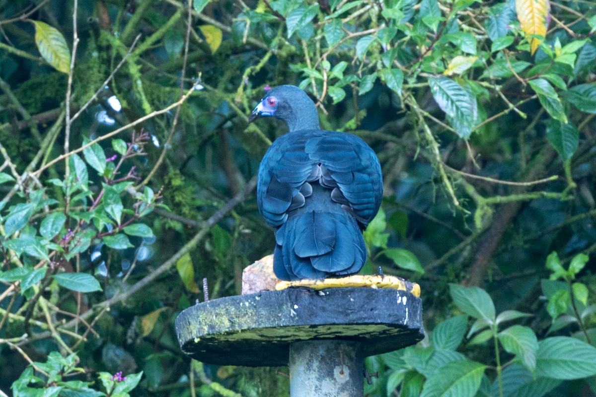 Pénélope unicolore - ML645403445