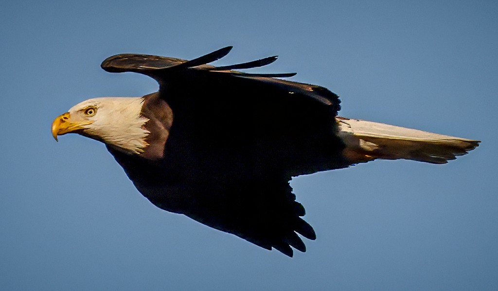 Bald Eagle - ML645403447