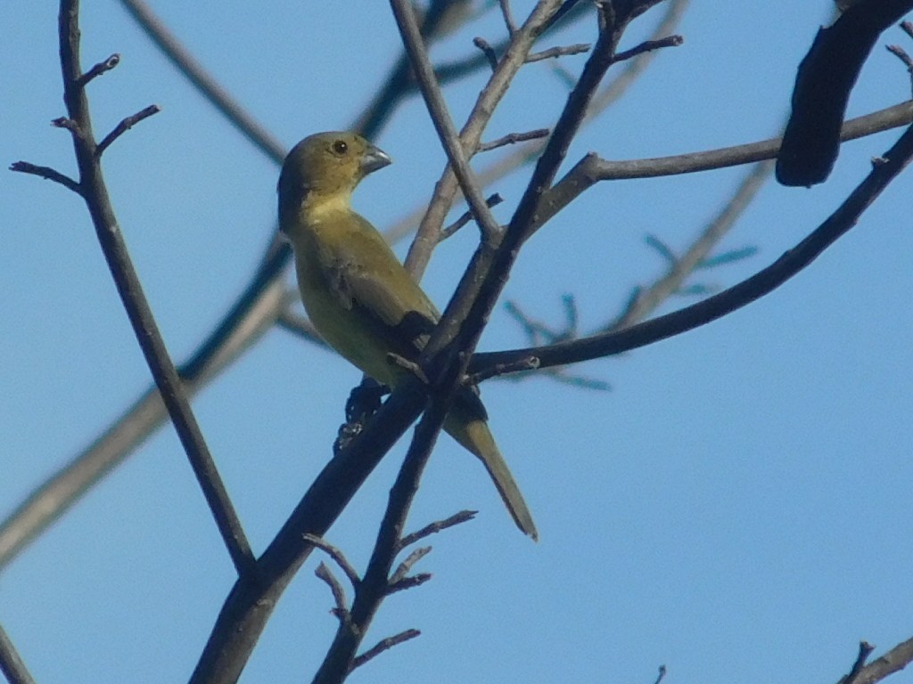Chestnut-bellied Seedeater - ML645403449