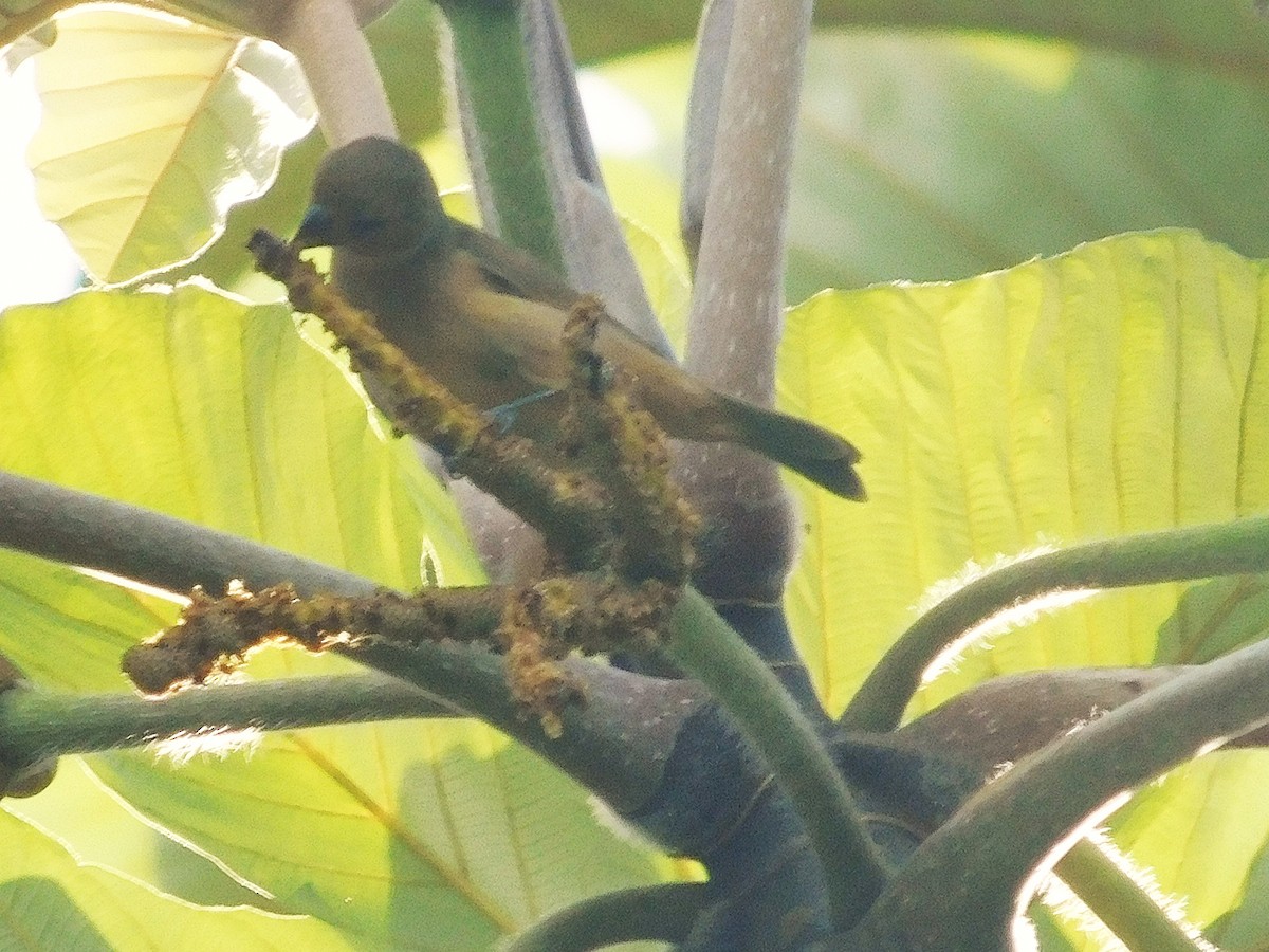 Chestnut-bellied Seedeater - ML645403450