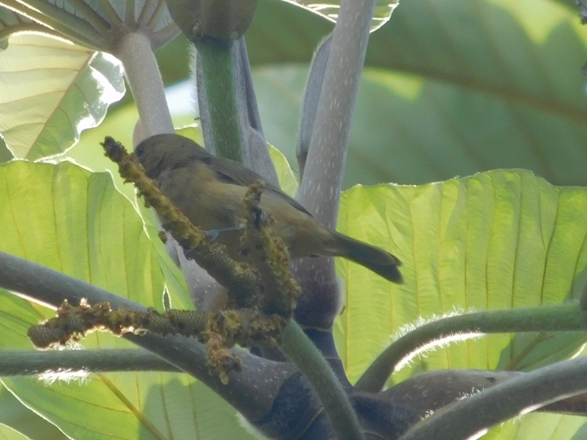 Chestnut-bellied Seedeater - ML645403451