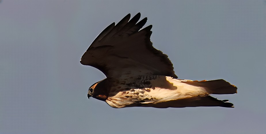 Poiana codarossa - ML645403455