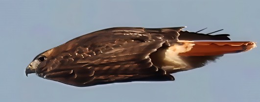 Poiana codarossa - ML645403456