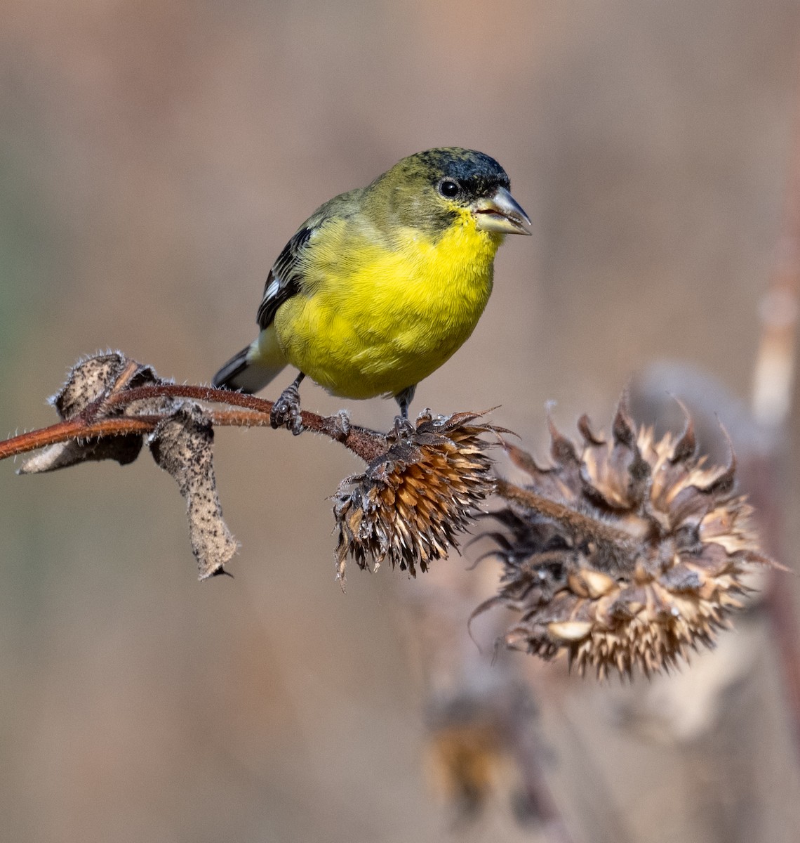 Lesser Goldfinch - ML645403457