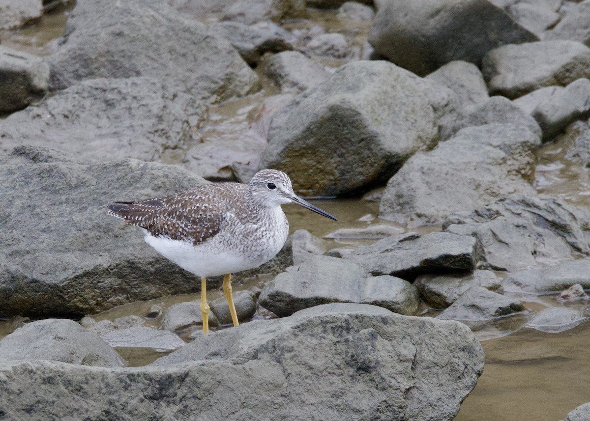 vodouš velký - ML645403462