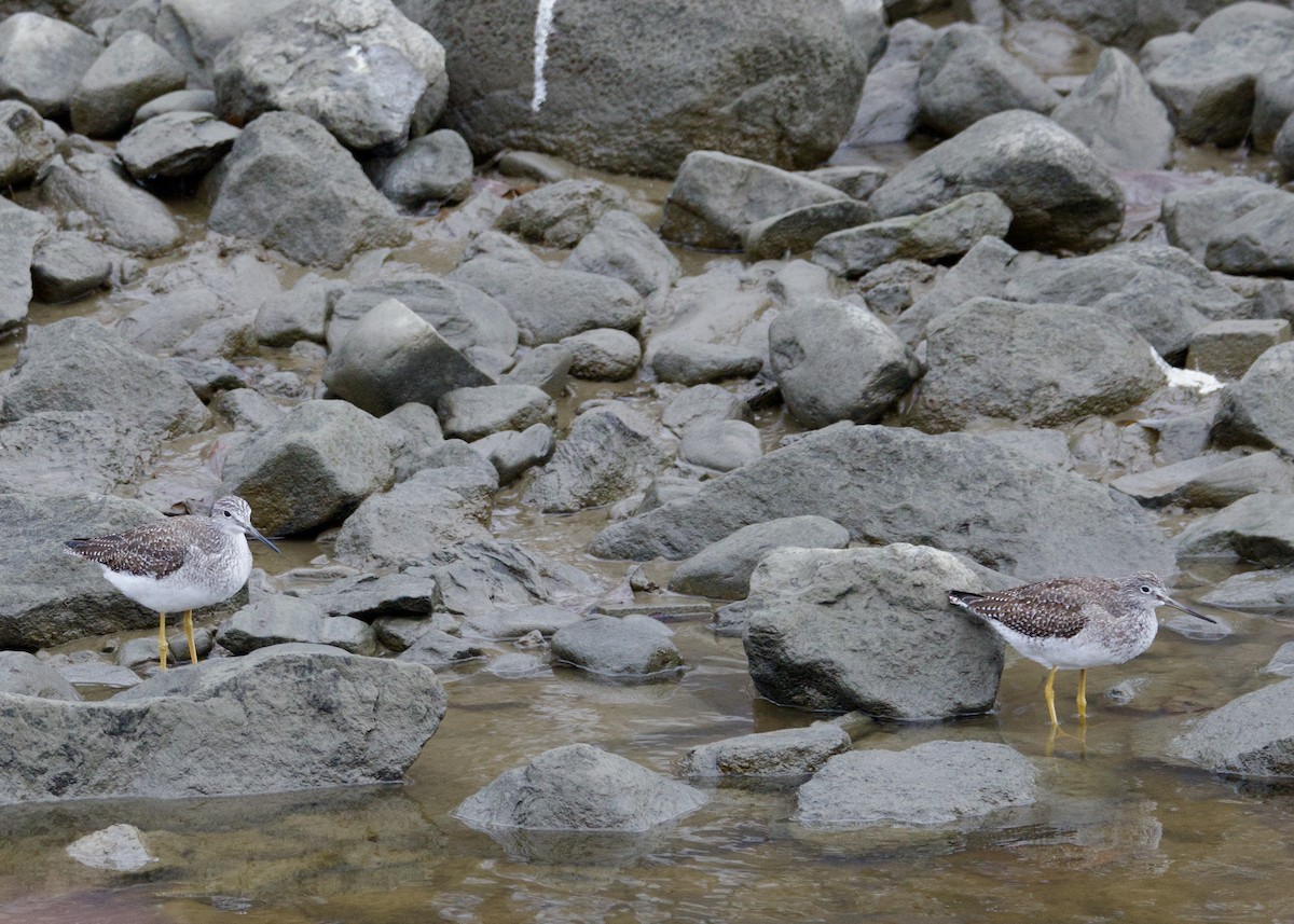 vodouš velký - ML645403463