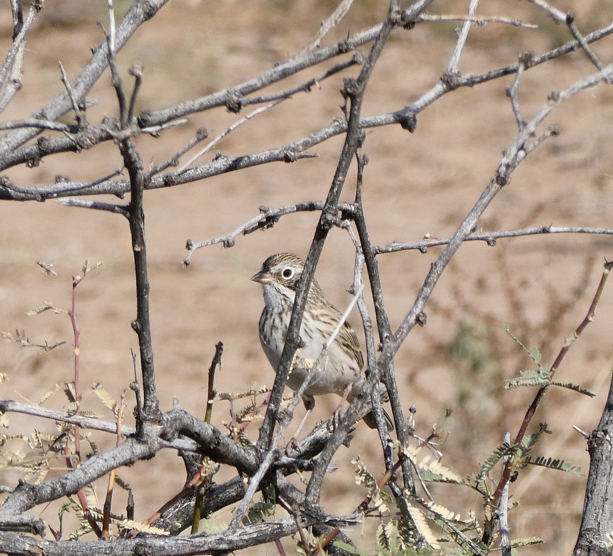 Vesper Sparrow - ML645403465