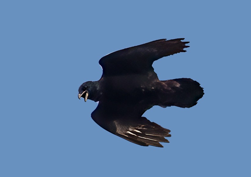 Corvo imperiale - ML645403469