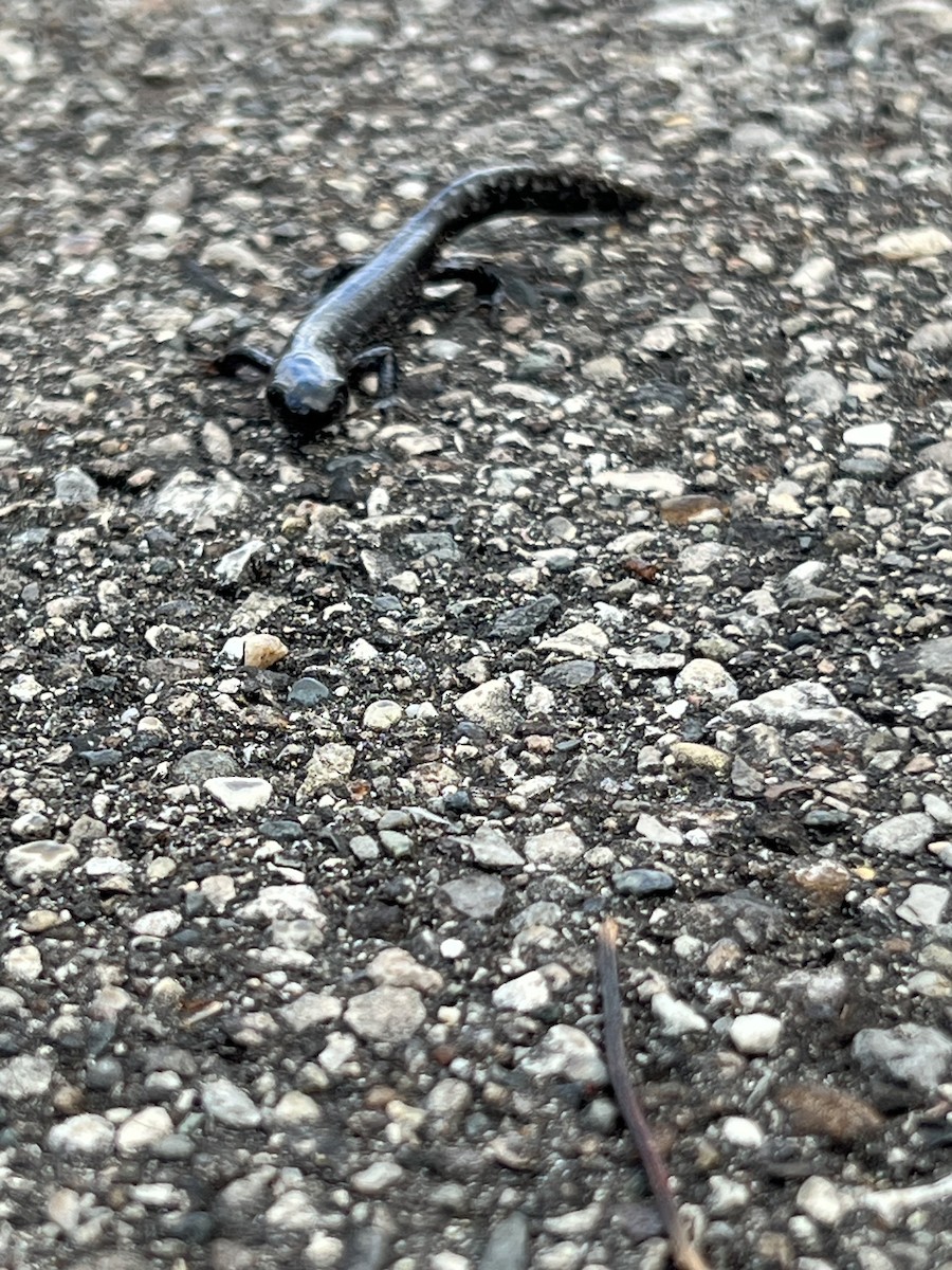 Animals - ML645403471