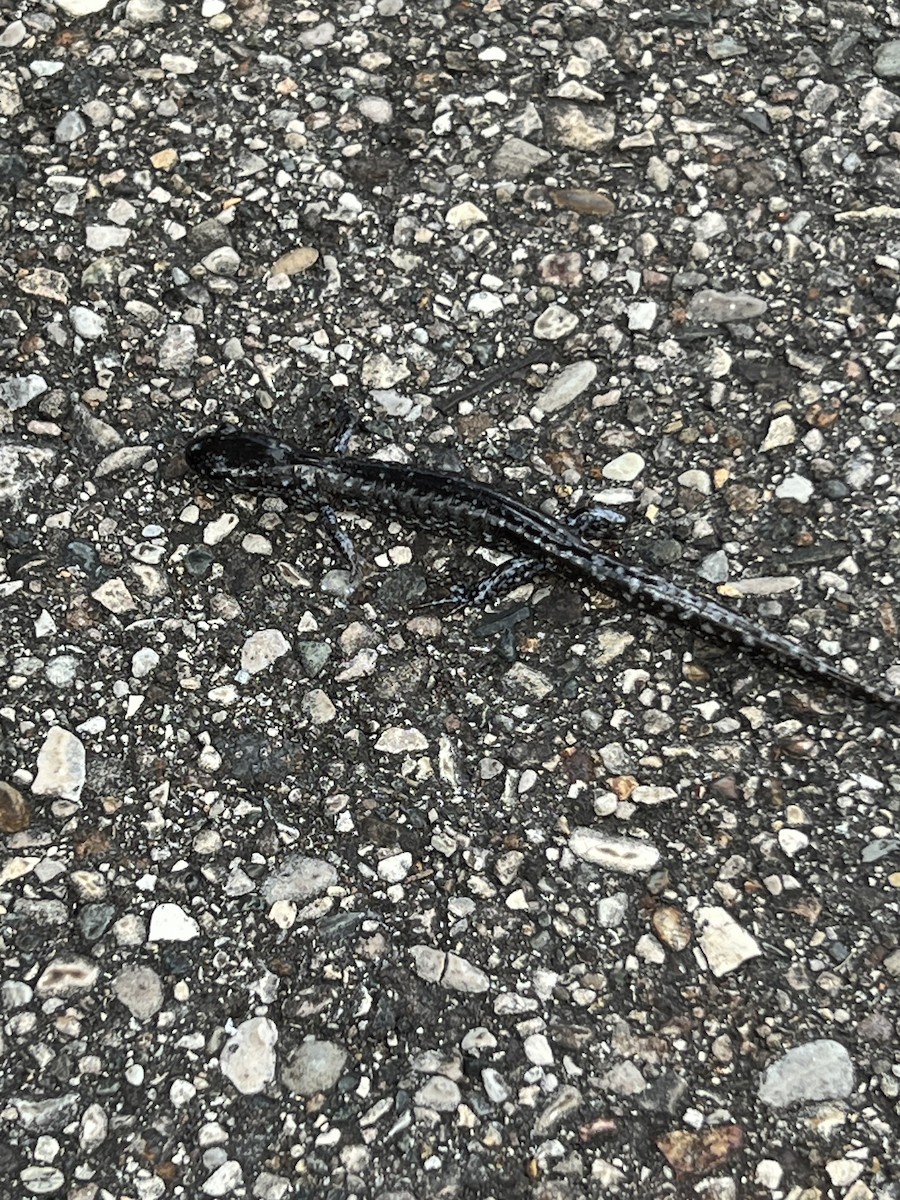 Animals - ML645403472