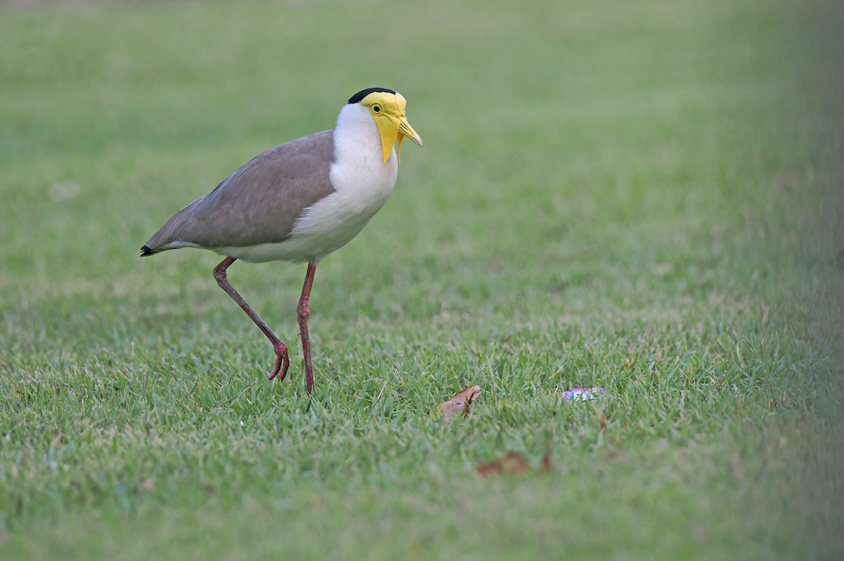čejka australská (ssp. miles) - ML645403507