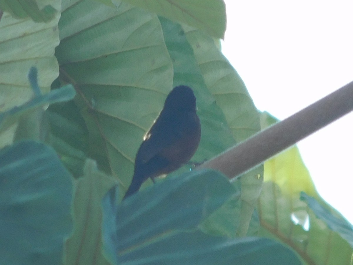 Chestnut-bellied Seed-Finch - ML645403536