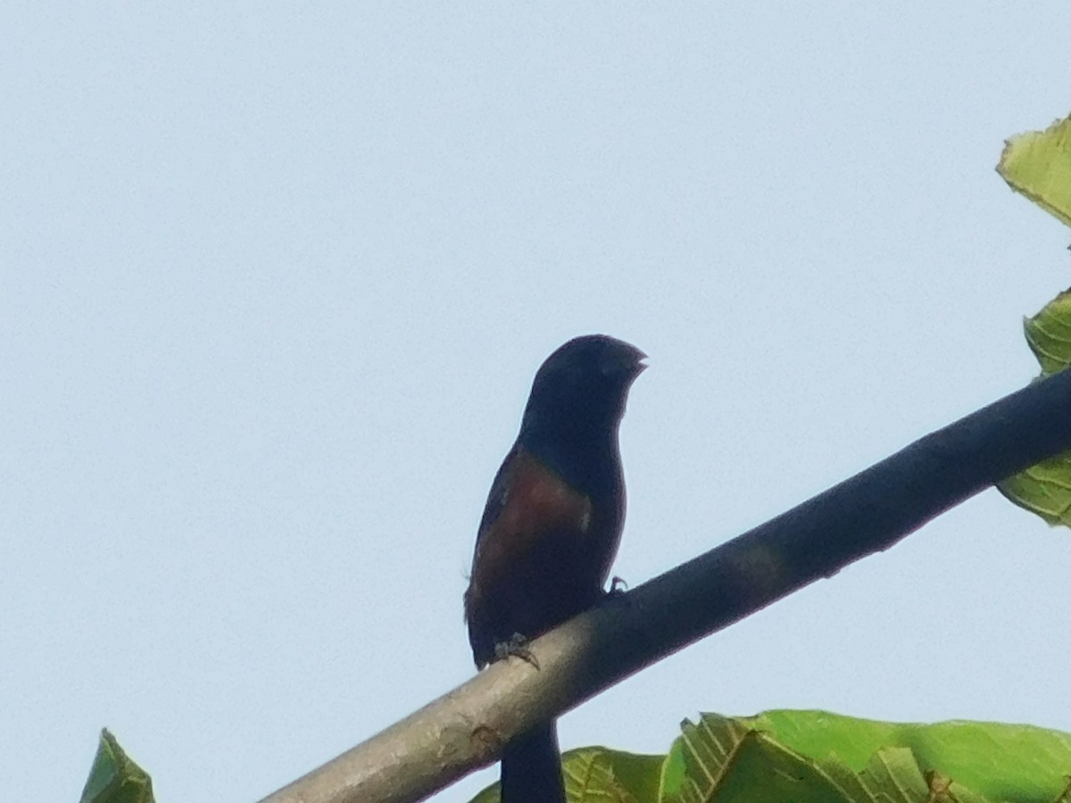 Chestnut-bellied Seed-Finch - ML645403537