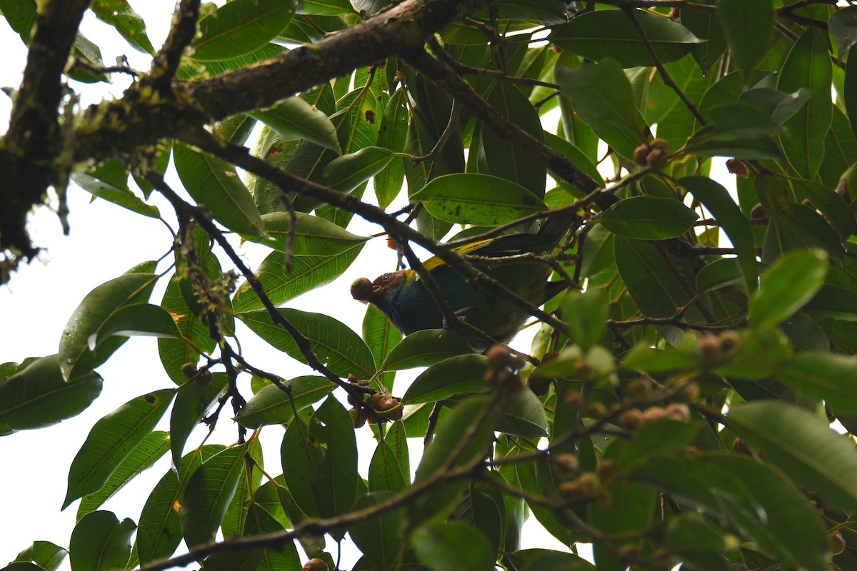 Tangara Cabecibaya - ML645403559