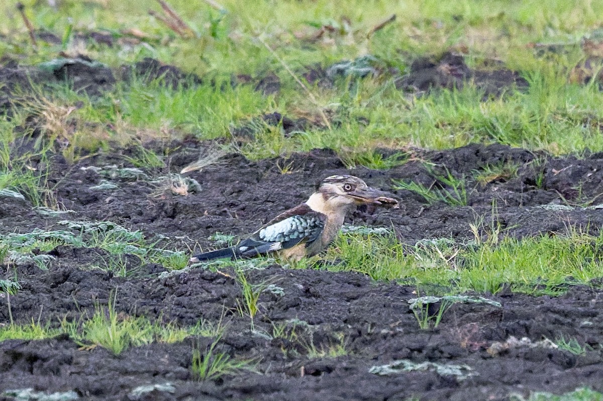 Blue-winged Kookaburra - ML645403571