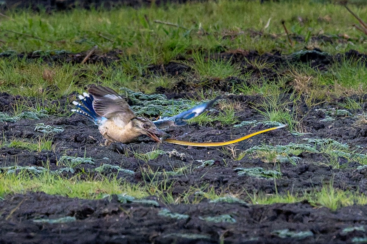 Blue-winged Kookaburra - ML645403572