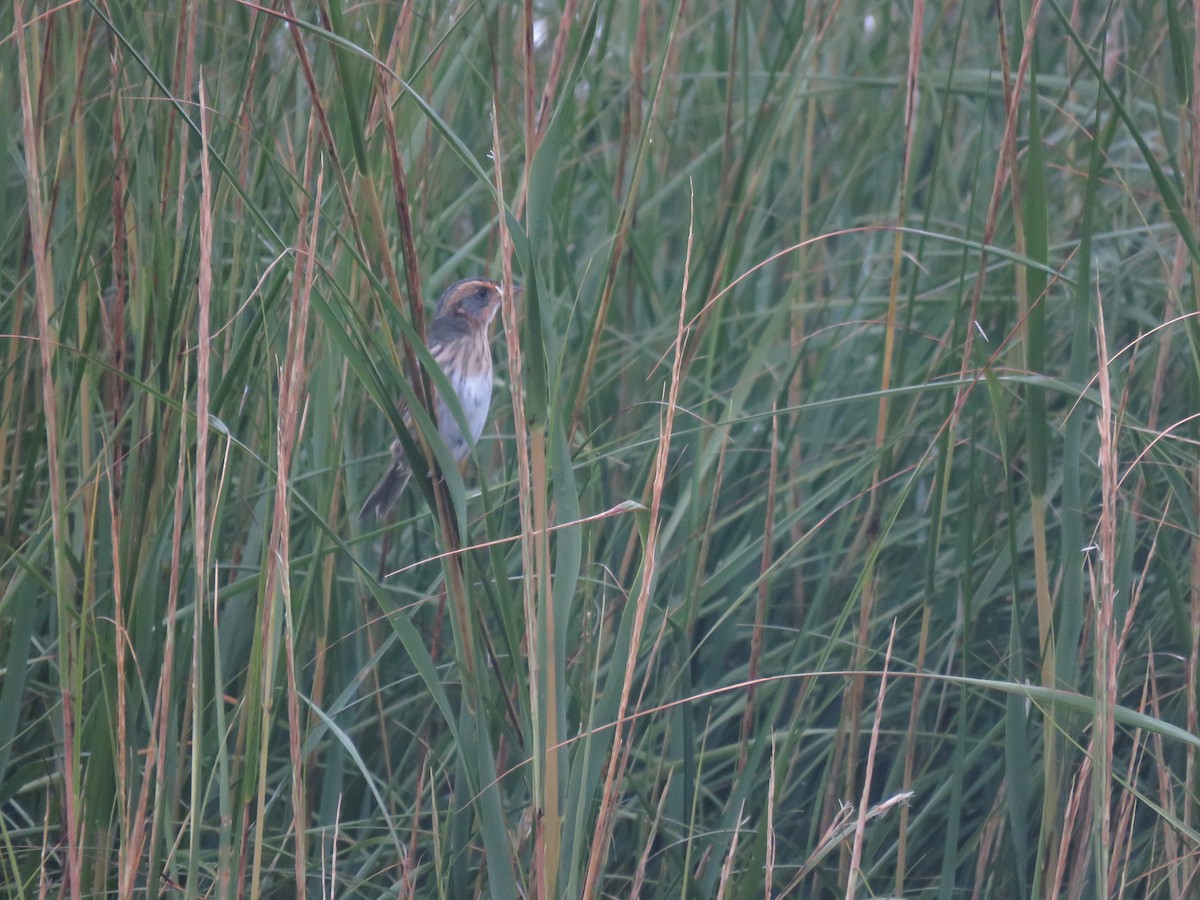 Saltmarsh Sparrow - ML645403575