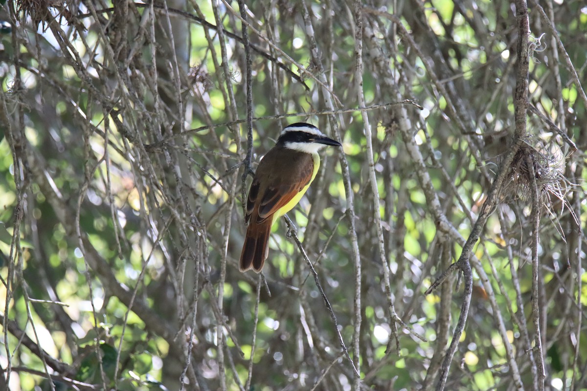 Schwefelmaskentyrann - ML645403576