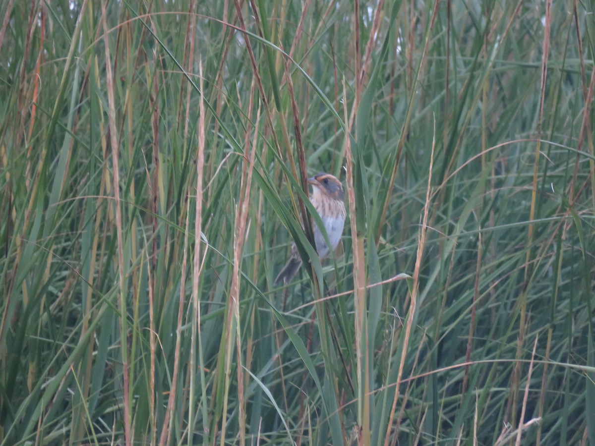 Saltmarsh Sparrow - ML645403577