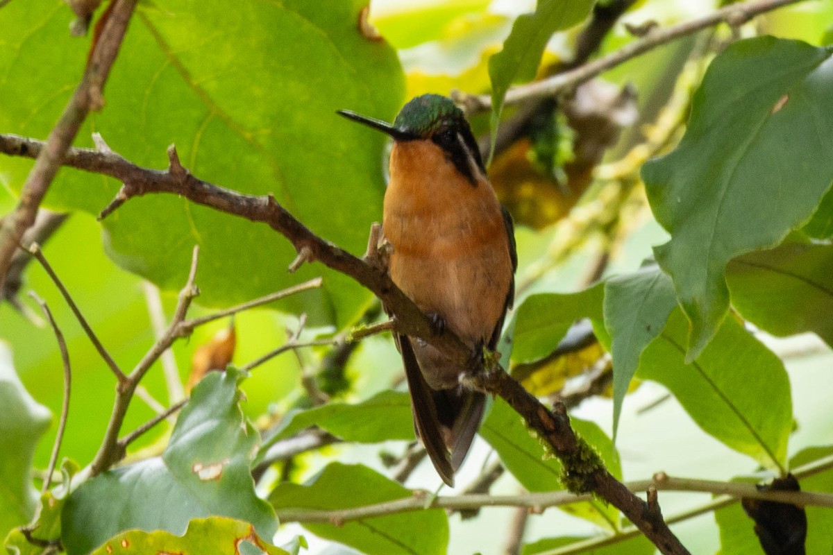 Purple-throated Mountain-gem - ML645403591