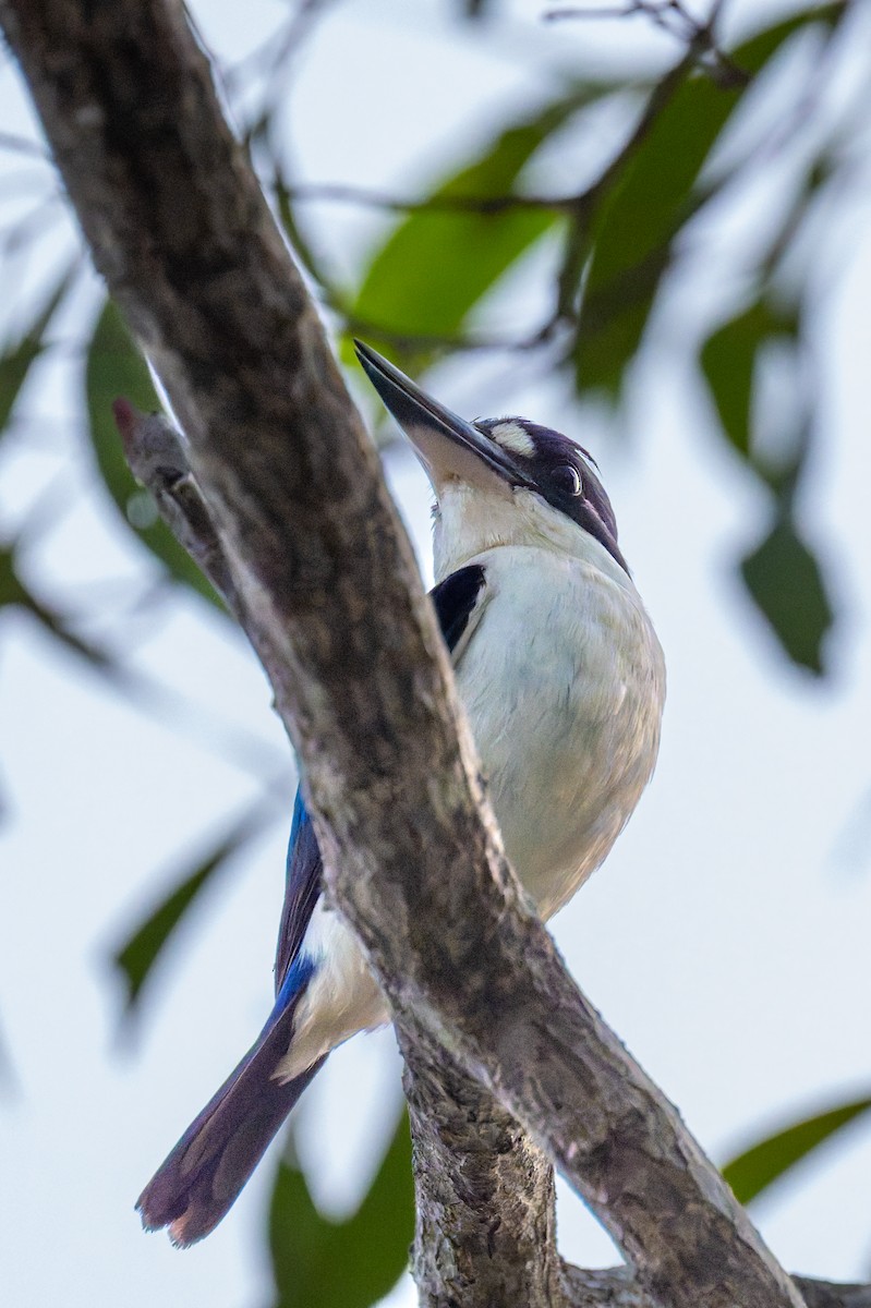 Spiegelliest - ML645403592