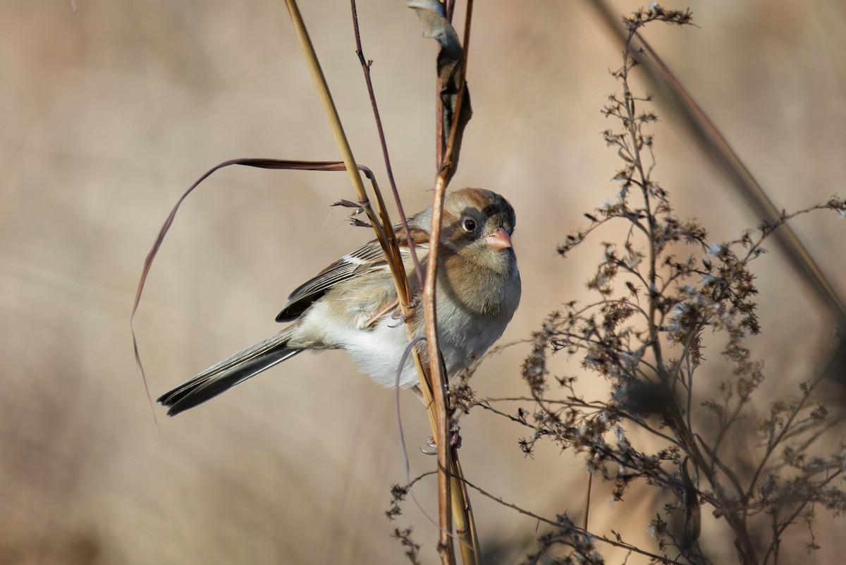 Field Sparrow - ML645403593
