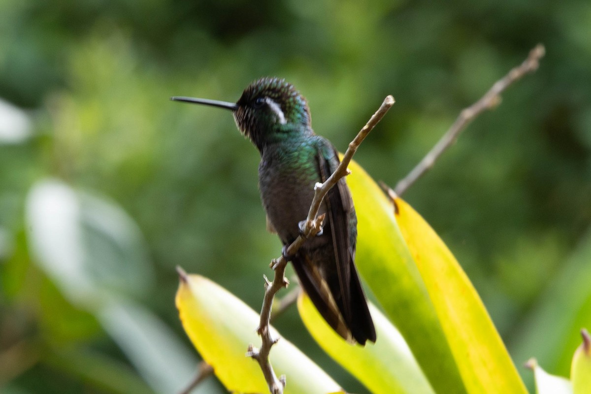 Purple-throated Mountain-gem - ML645403597