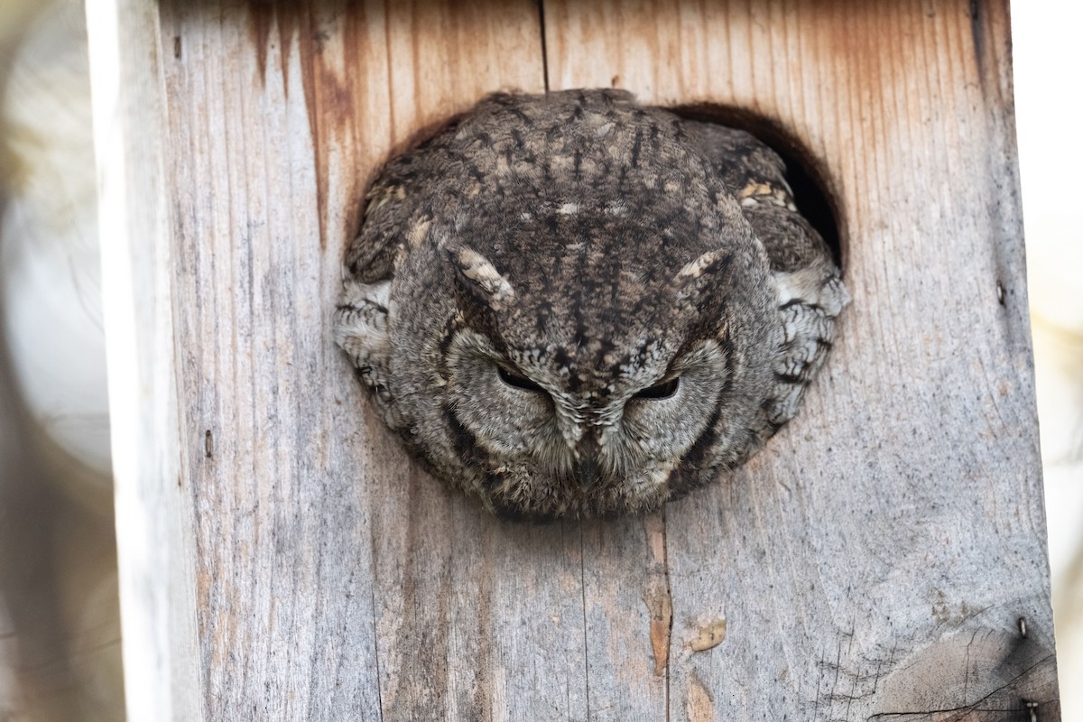 Western Screech-Owl - ML645403598