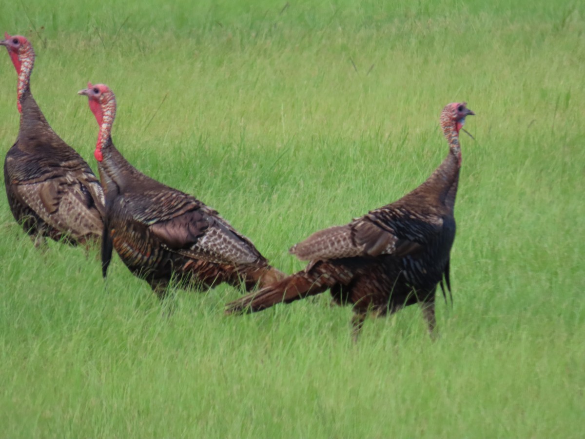 krocan divoký - ML645403599