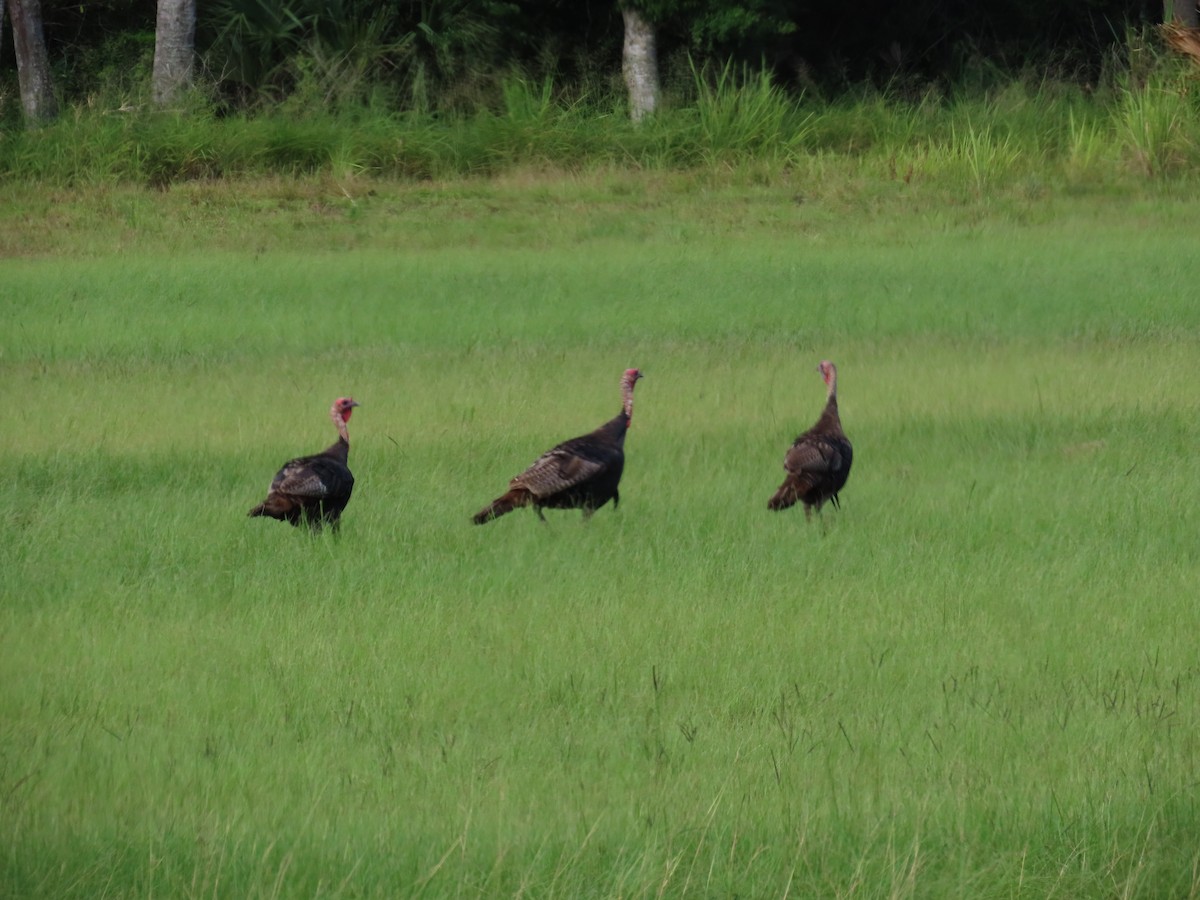 krocan divoký - ML645403600