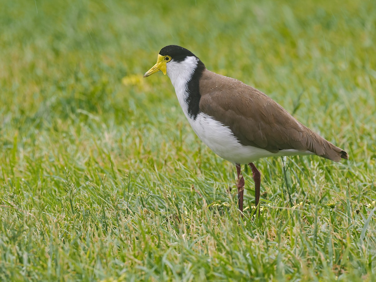 čejka australská (ssp. novaehollandiae) - ML645403601