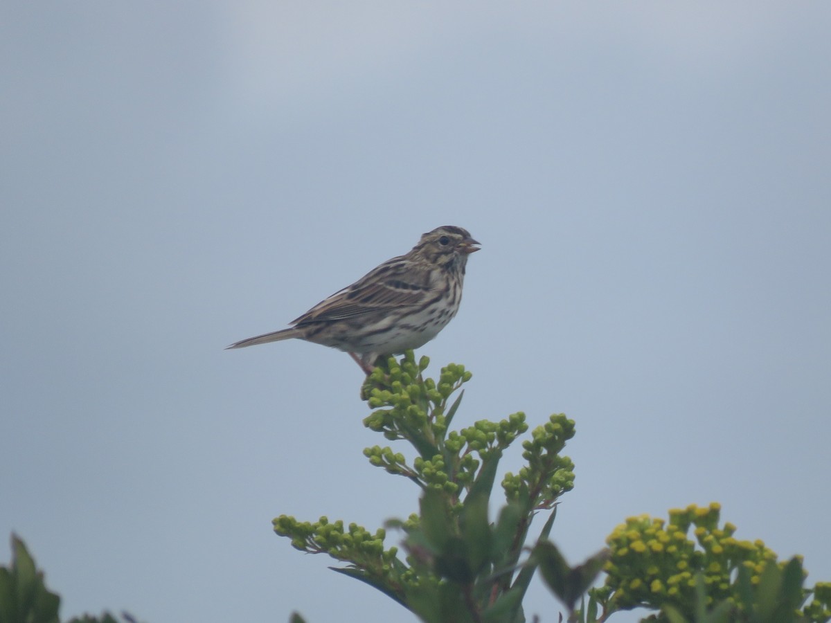 稀樹草鵐 - ML645403602