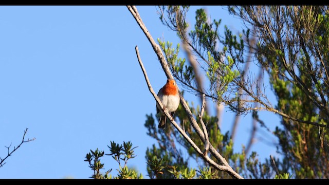 European Robin - ML645403603