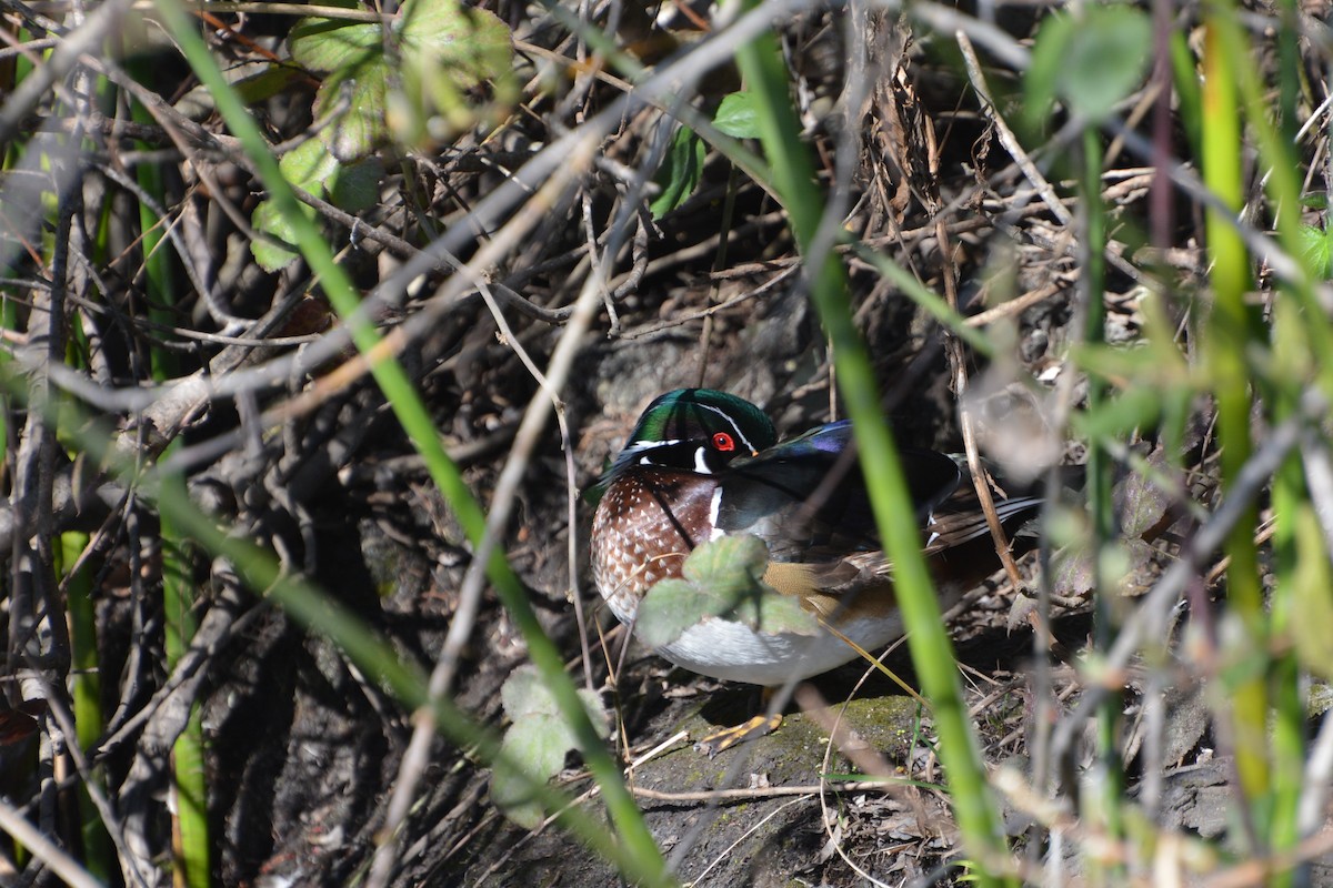 kachnička karolínská - ML645403610