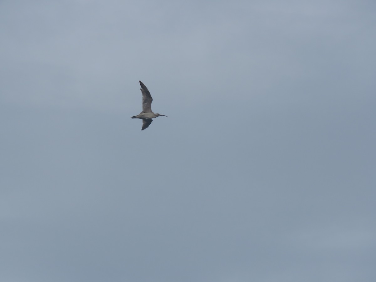 美洲中杓鷸 - ML645403612