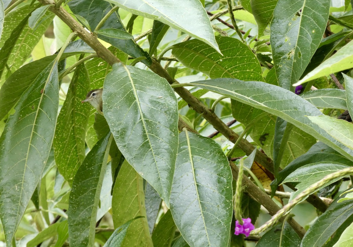 Brown-capped Vireo - ML645403613