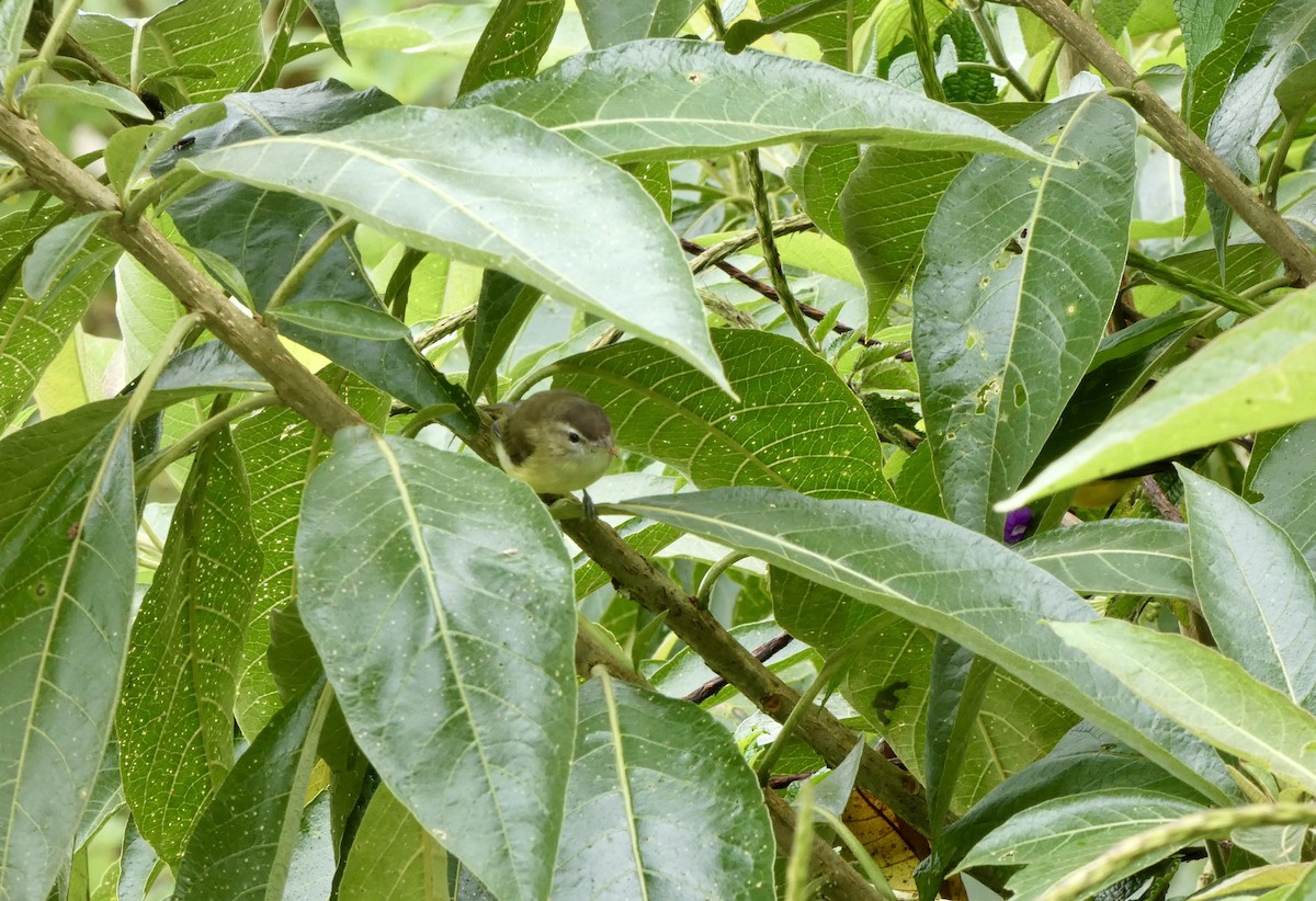 Brown-capped Vireo - ML645403614