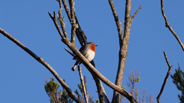 European Robin - ML645403623