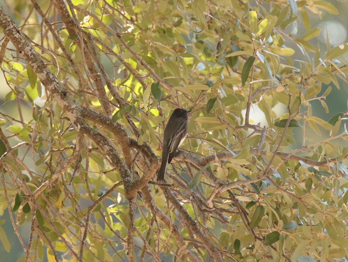 Schwarzkopf-Phoebetyrann - ML645403632