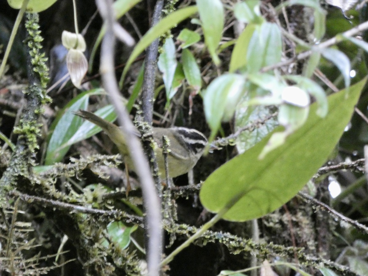 Коронник смугастоголовий - ML645403644