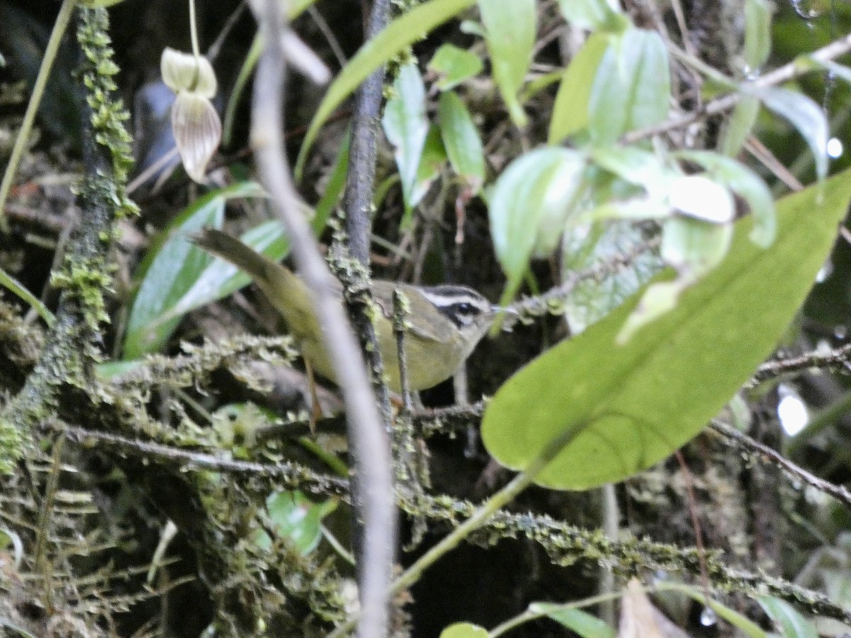 Коронник смугастоголовий - ML645403645