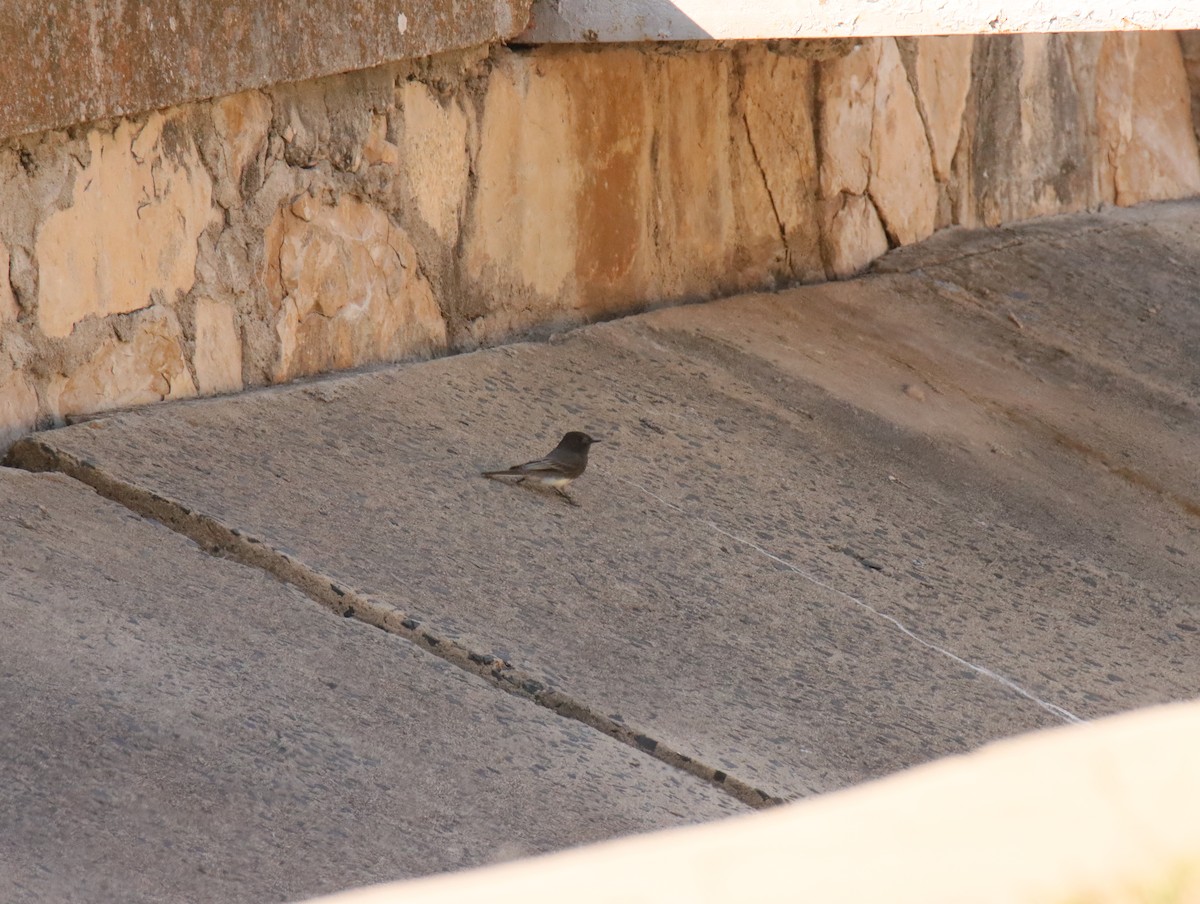 Schwarzkopf-Phoebetyrann - ML645403647