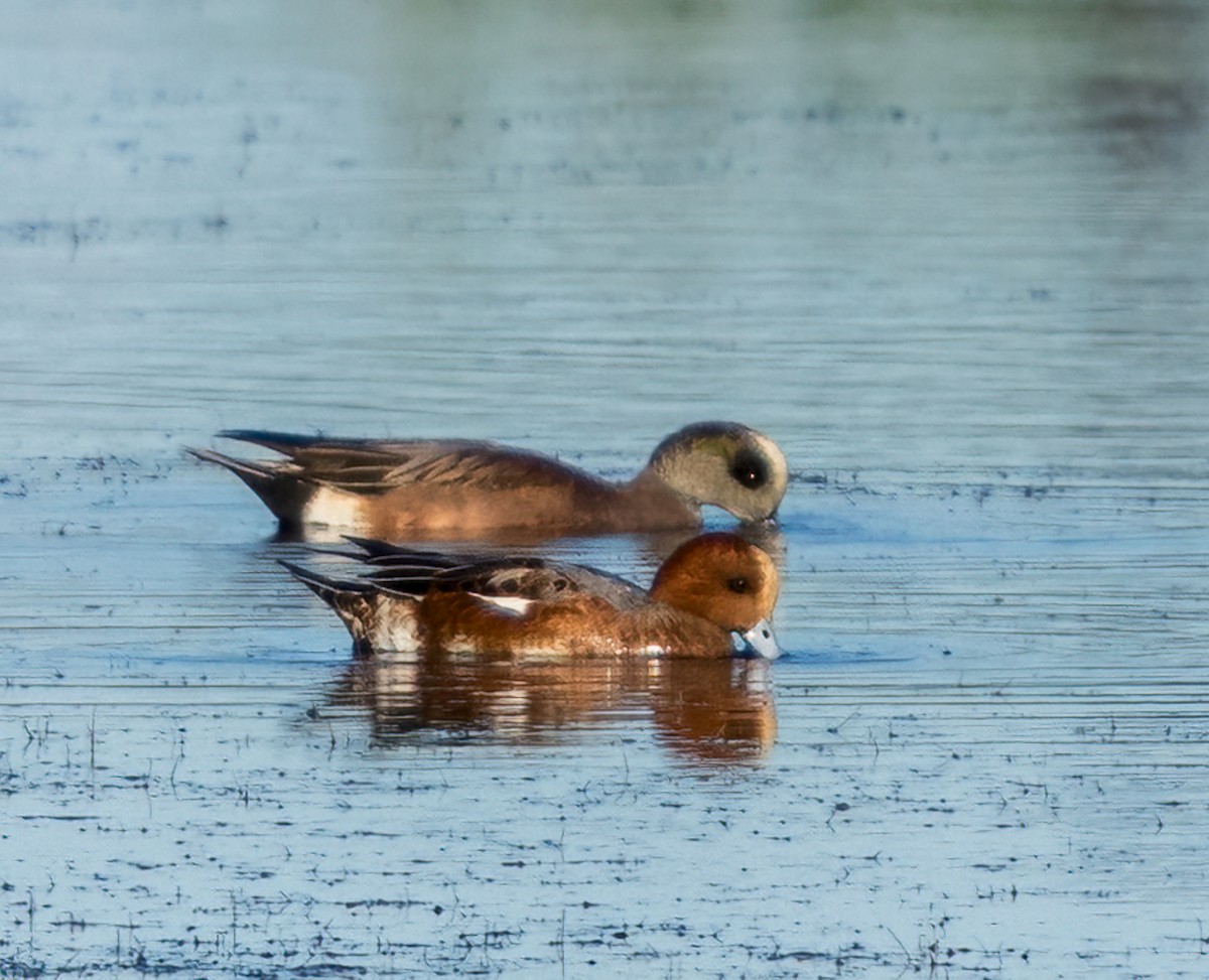 Eurasian Wigeon - ML645403653