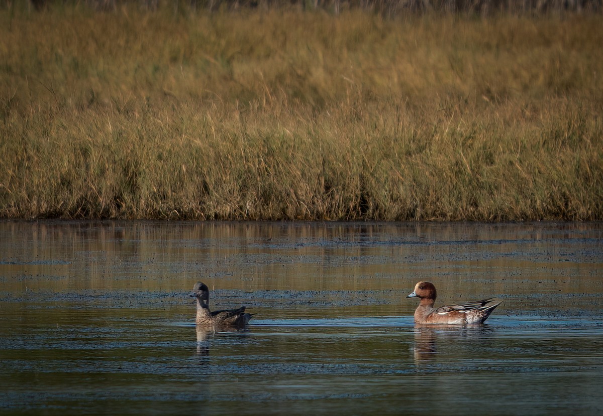 Eurasian Wigeon - ML645403654