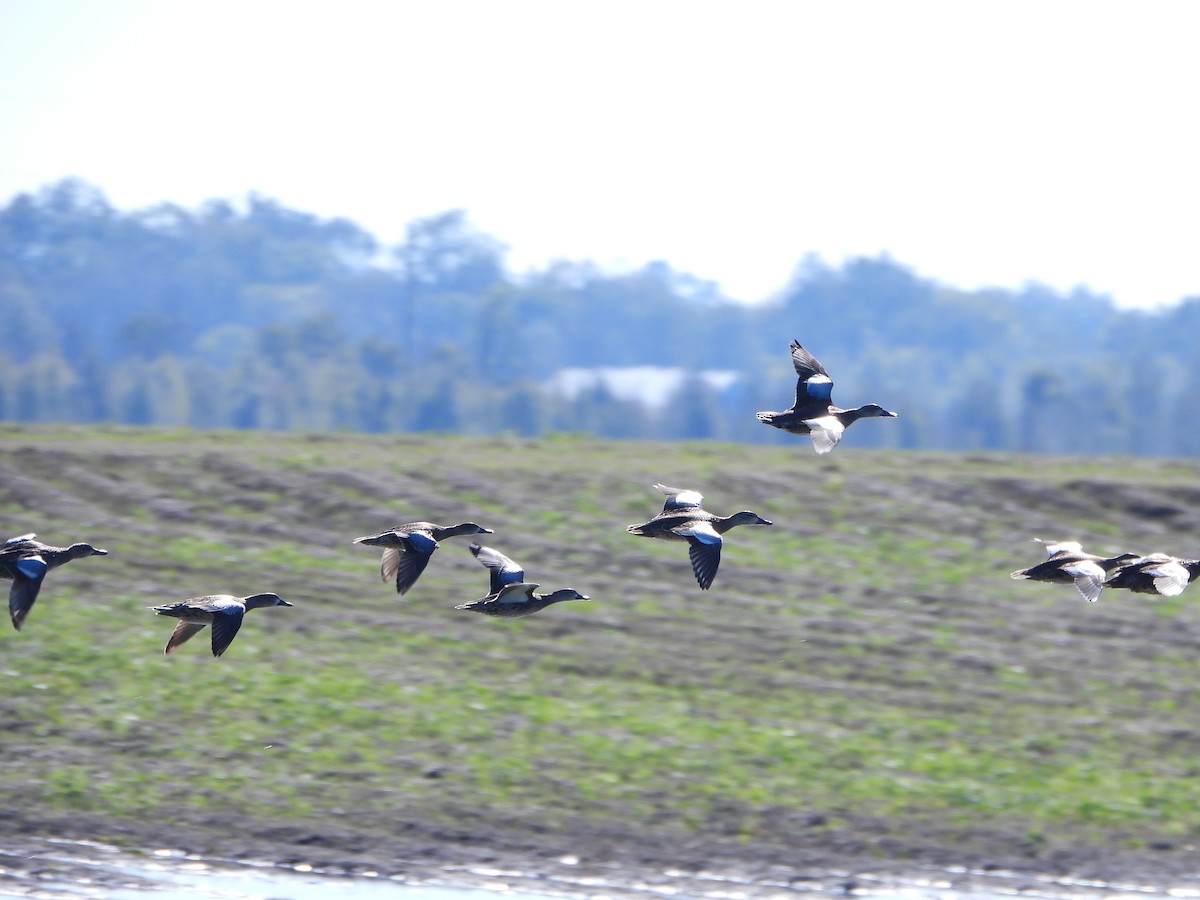 Blue-winged Teal - ML645403658