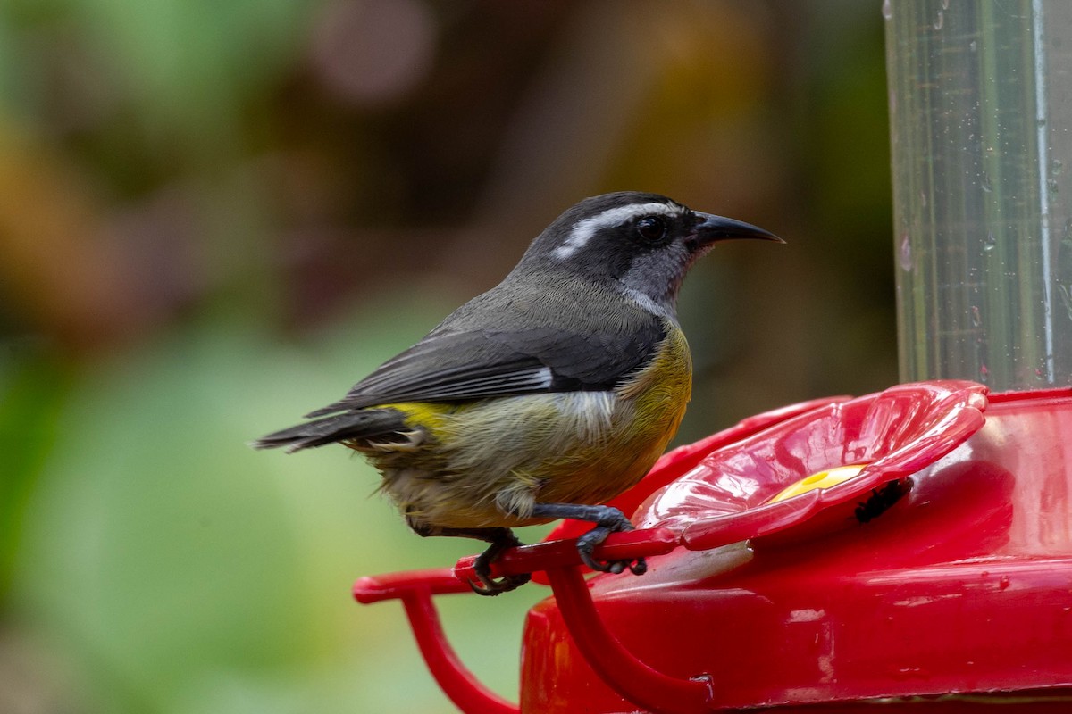 Sucrier à ventre jaune - ML645403659