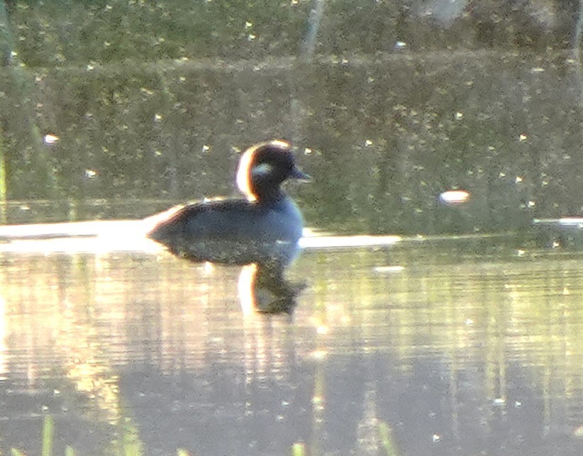 Bufflehead - ML645403680