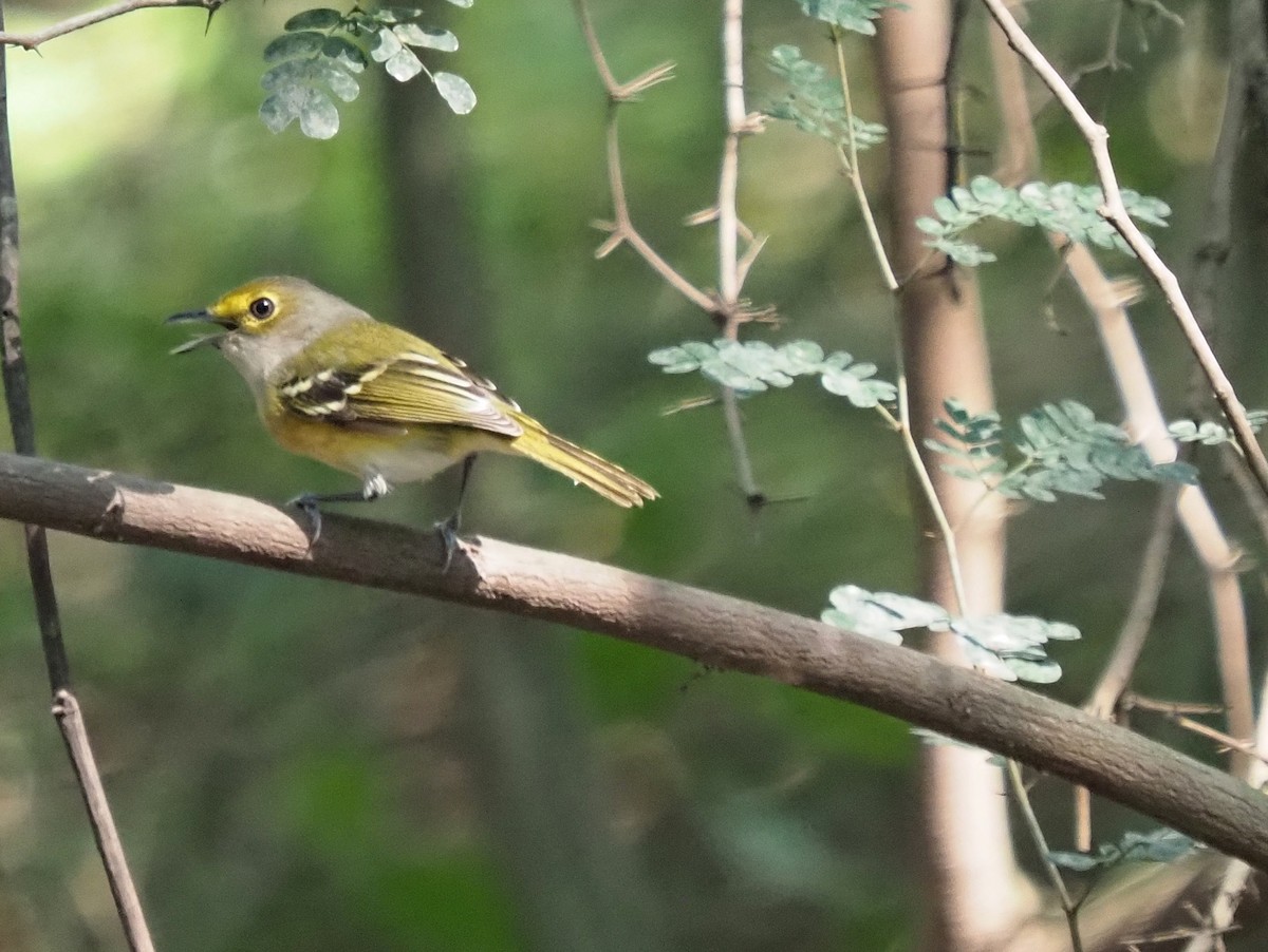 White-eyed Vireo - ML645403687