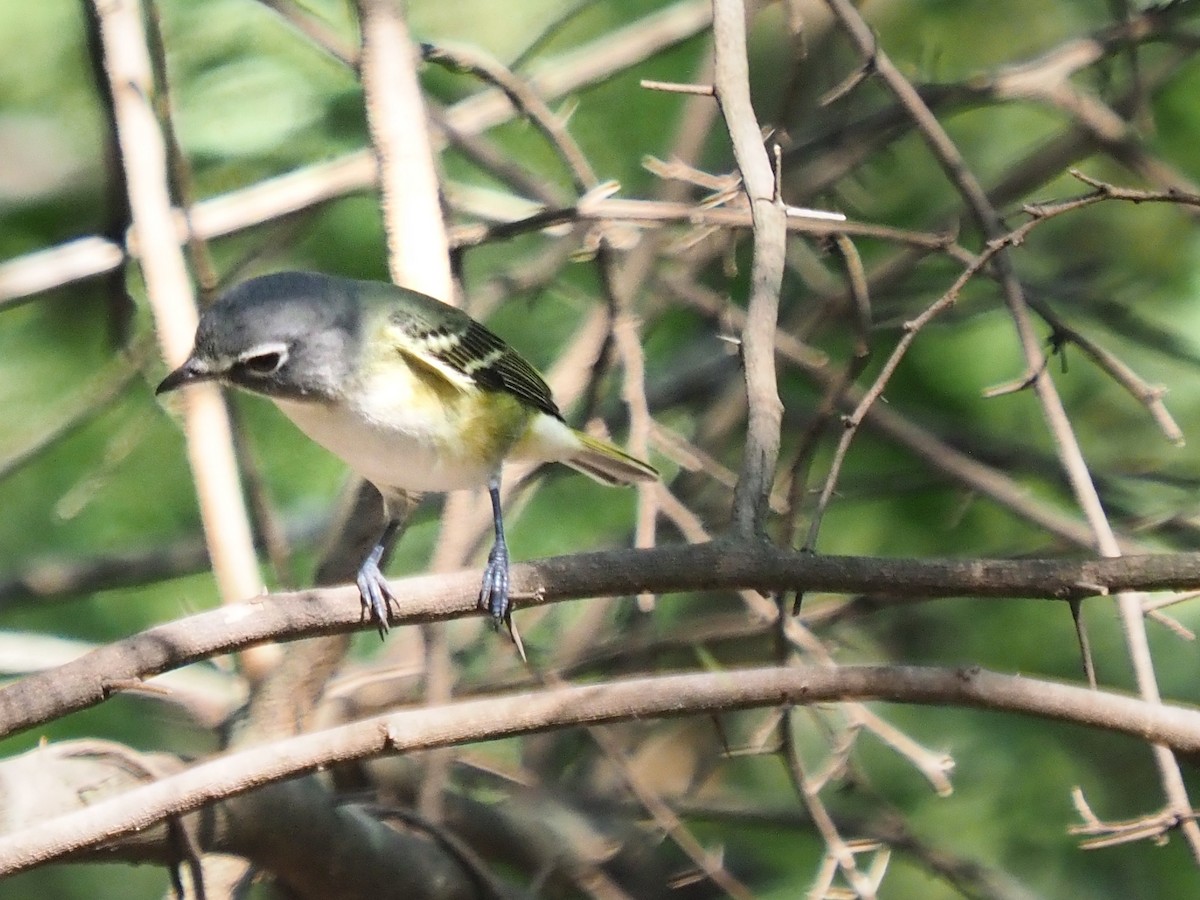 Blue-headed Vireo - ML645403694