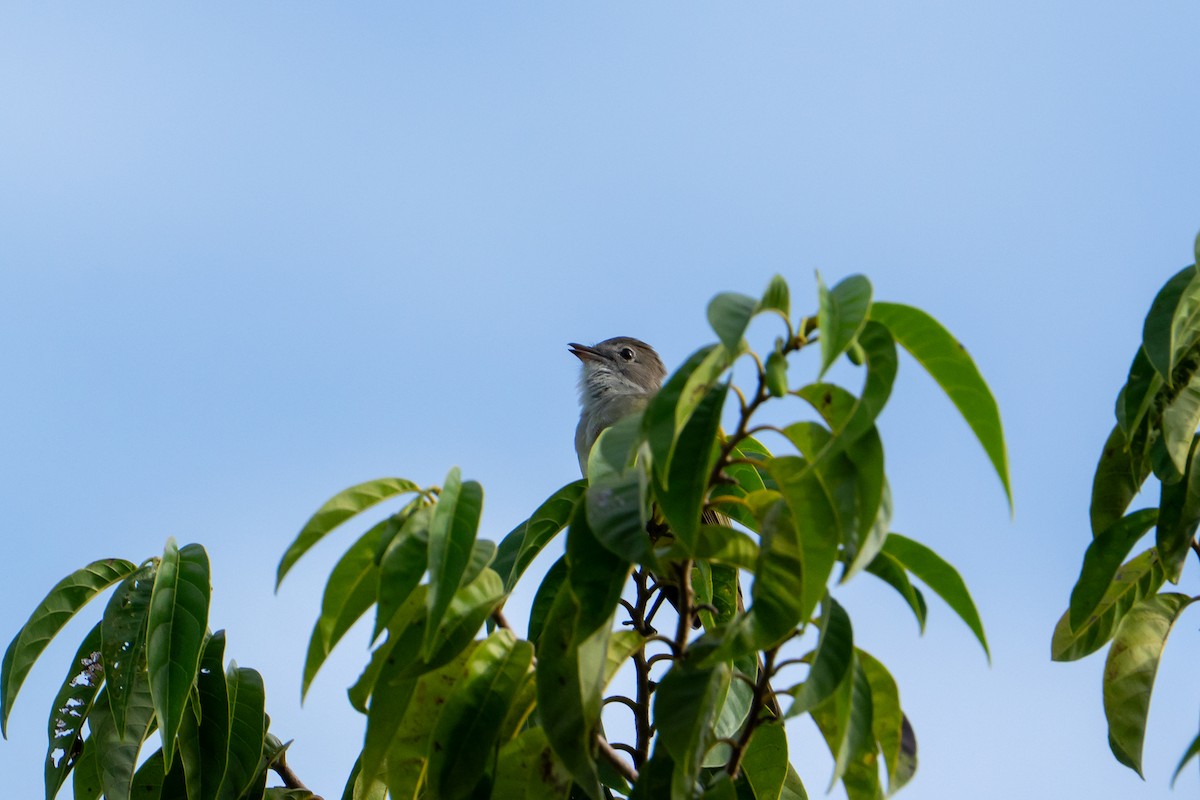 Желтобрюхая эления - ML645403704